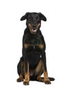 Beauceron (18 months) Royalty Free Stock Photo