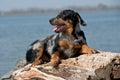 Beauceron Royalty Free Stock Photo