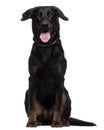 Beauceron, 2 Years old, sitting Royalty Free Stock Photo