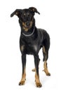 Beauceron Royalty Free Stock Photo