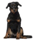 Beauceron, 7 Months old, sitting Royalty Free Stock Photo