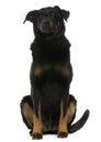 Beauceron, 8 years old, sitting Royalty Free Stock Photo