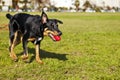 Beauceron / Australian Shepherd Dog with Toy at the Park Royalty Free Stock Photo