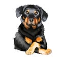 Beauceron, Berger de Beauce or Bas Rouge guard herding breed dog digital art illustration isolated on white background. French Royalty Free Stock Photo