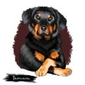 Beauceron, Berger de Beauce or Bas Rouge guard herding breed dog digital art illustration isolated on white background. French