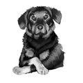 Beauceron, Berger de Beauce or Bas Rouge guard herding breed dog digital art illustration isolated on white background. French Royalty Free Stock Photo