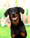 Beauceron, Boseron, Berger de Beauce Royalty Free Stock Photo