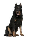 Beauceron dog, 10 years old, sitting