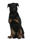 Beauceron dog, 3 and a half years old, sitting Royalty Free Stock Photo