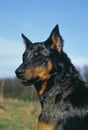 Beauceron Dog or Beauce Sheepdog, Old Standard Breed with Cut Ears Royalty Free Stock Photo