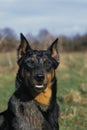 Beauceron Dog or Beauce Sheepdog, Old Standard Breed with Cut Ears Royalty Free Stock Photo
