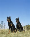 Beauceron Dog or Beauce Sheepdog Old Standard Breed with Cut Ears, Adults sitting on Grass Royalty Free Stock Photo