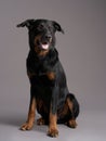 Beauceron dog on a gray background. Portrait of a beautiful pet Royalty Free Stock Photo