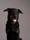 Beauceron dog on a gray background. Portrait of a beautiful pet Royalty Free Stock Photo