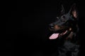 Beauceron dog isolated on black background Royalty Free Stock Photo