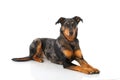 Beauceron dog Royalty Free Stock Photo