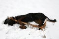 Beauceron dog plaing with stick on snow