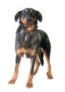 Beauceron dog in studio Royalty Free Stock Photo