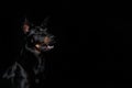 Beauceron dog with tongue out, black background Royalty Free Stock Photo