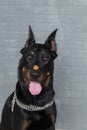 Beauceron dog with tongue out, front view Royalty Free Stock Photo