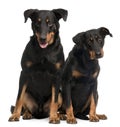Beauceron dogs, 3 and 7 years old Royalty Free Stock Photo