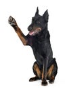 Beauceron gives you a five in white background studio Royalty Free Stock Photo