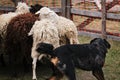 Beauceron herds sheep. Sports standard for dogs on the presence of herding instinct. A beautiful and intelligent adult French