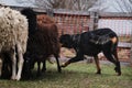 Beauceron herds sheep. Sports standard for dogs on the presence of herding instinct. A beautiful and intelligent adult French