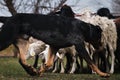 Beauceron herds sheep. Sports standard for dogs on the presence of herding instinct. A beautiful and intelligent adult French