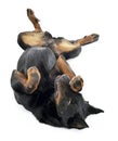 Beauceron lies supine in white background studio Royalty Free Stock Photo