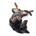 Beauceron lies supine in a white background studio Royalty Free Stock Photo