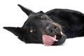 Beauceron lying in a white background studio Royalty Free Stock Photo