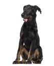 Beauceron 4 months old in front of a white background Royalty Free Stock Photo