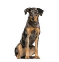 Beauceron, 15 months old, sitting in front of white background Royalty Free Stock Photo