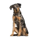 Beauceron, 15 months old, sitting in front of white background Royalty Free Stock Photo