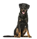 Beauceron panting and sitting, isolated on white background Royalty Free Stock Photo