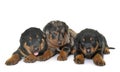 Beauceron puppies in studio Royalty Free Stock Photo