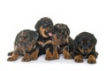 Beauceron puppies in studio Royalty Free Stock Photo