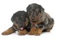 Beauceron puppies in studio Royalty Free Stock Photo