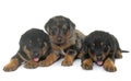 Beauceron puppies in studio Royalty Free Stock Photo