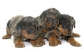 Beauceron puppies in studio Royalty Free Stock Photo