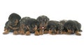 Beauceron puppies in studio Royalty Free Stock Photo