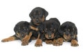 Beauceron puppies in studio Royalty Free Stock Photo