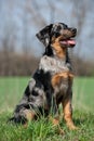 Beauceron puppy