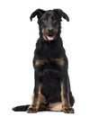Beauceron puppy isolated on white