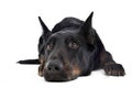 Beauceron relaxing on a white background studio Royalty Free Stock Photo