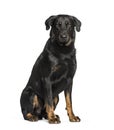 Beauceron sitting against white background Royalty Free Stock Photo