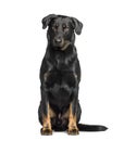 Beauceron sitting against white background Royalty Free Stock Photo