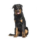 Beauceron sitting against white background Royalty Free Stock Photo