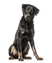 Beauceron sitting down, isolated on white background Royalty Free Stock Photo